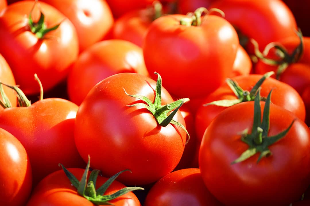 Cameroun-Industrie : Bientôt une usine de transformation de tomate à Maroua. Actualité au Cameroun