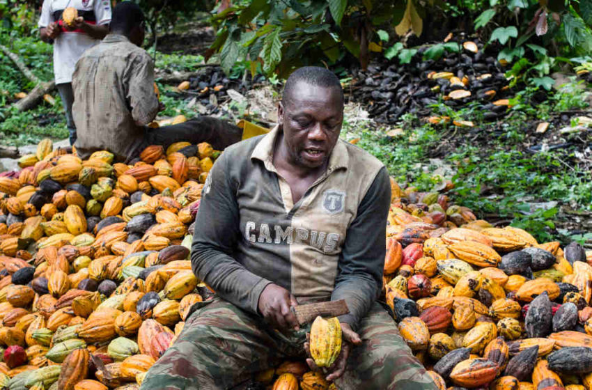  Cameroun- Cacaoculture : 2 milliards Fcfa pour la prime de qualité