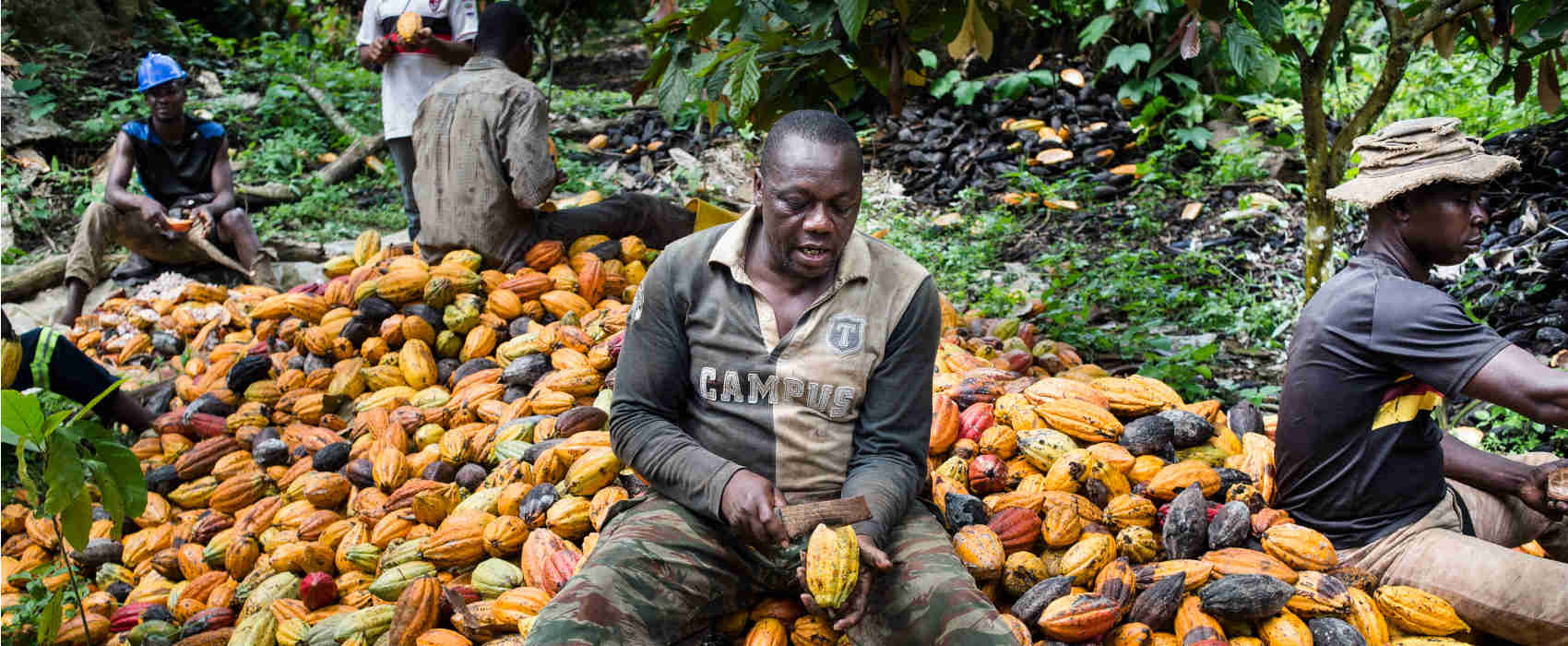 Cameroun- Cacaoculture : 2 milliards Fcfa pour la prime de qualité. Actualité au Cameroun