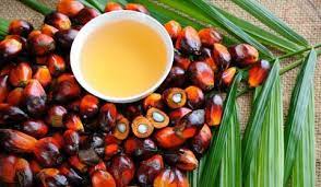  Le Cameroun va importer 143 000 tonnes d’huile de palme brute en 2022