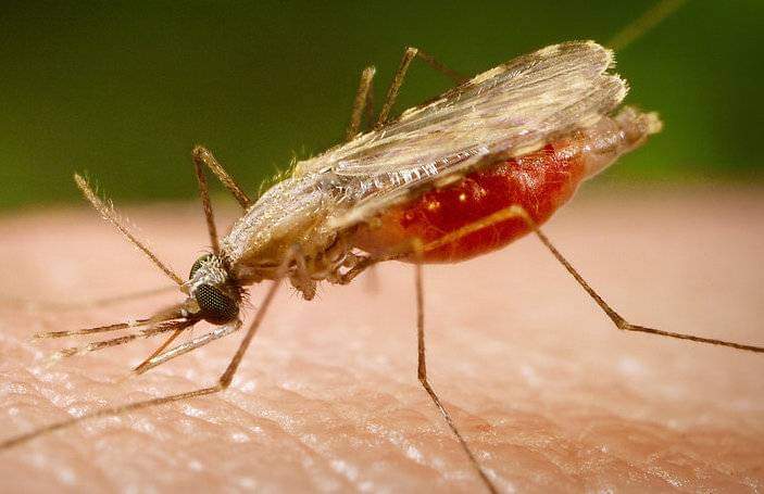  Lutte contre le Paludisme : L’urgence de se réinventer!