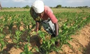  Financement de l’agriculture : le gouvernement camerounais mise sur la création d’une société de refinancement des microfinances