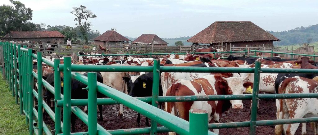 Production bovine : la Sodepa sollicite les universitaires pour booster sa production. Actualités au Cameroun