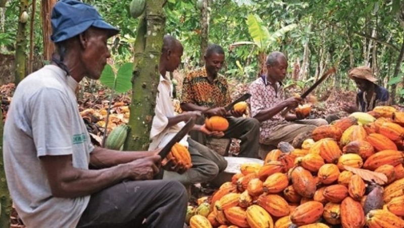  Agriculture : 7.5 milliards pour améliorer les filières cacao et café