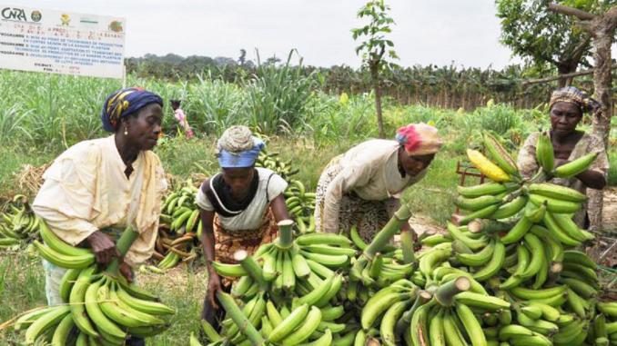  Filière banane : plaidoyer pour un salaire décent.