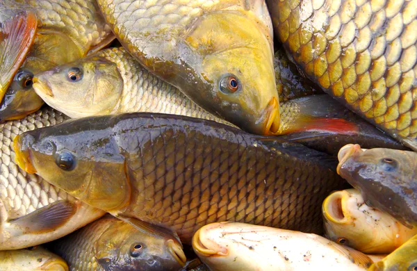  Production halieutique : du poisson en abondance à Lagdo