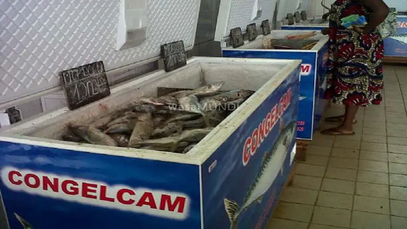  Filière poisson au Cameroun : Congelcam accusé de commercialisation de produits avariés