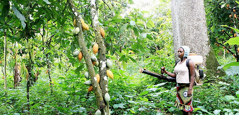 Cacaoculture : le défi de la production sans déforestation. Actualité du Cameroun