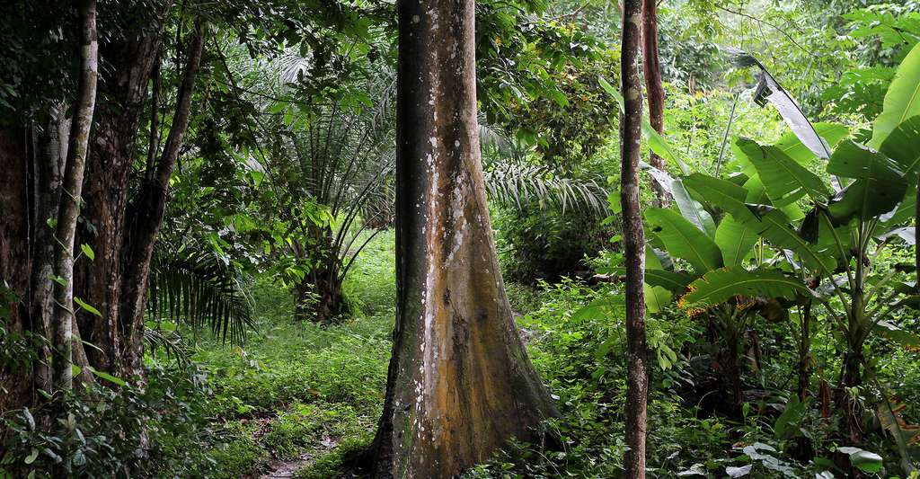 Régime des forêts et de la faune : un projet de loi rejeté puis adopté par les députés. Actualité du Cameroun