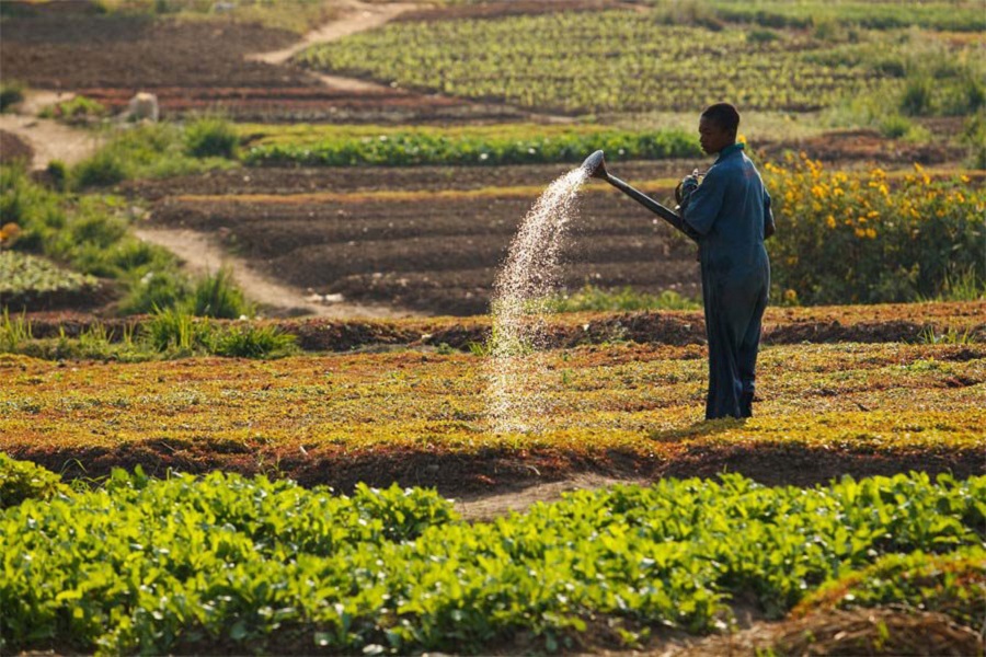 Développement de l'agriculture: l'apport du Gecam. Actualité du Cameroun