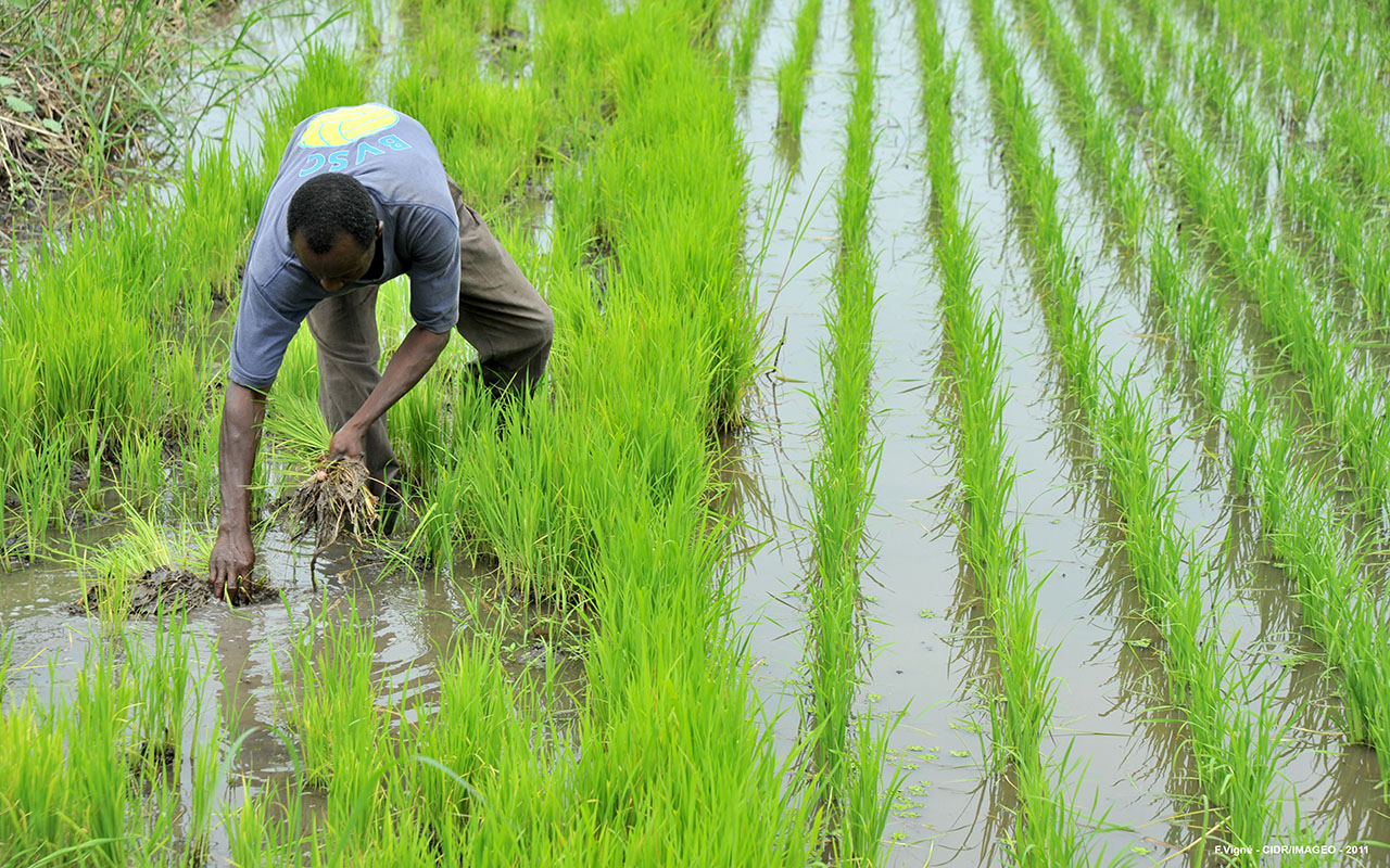 Filière riz : plus d'un milliard Fcfa pour améliorer la production. Actualité du Cameroun