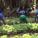 Agriculture biologique : promotion en milieu scolaire. Actualité du Cameroun