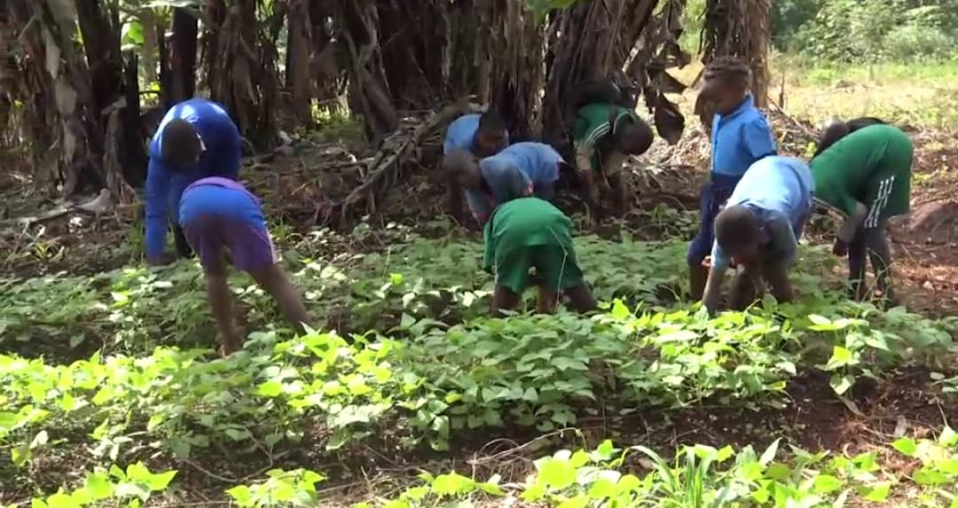 Agriculture biologique : promotion en milieu scolaire. Actualité du Cameroun