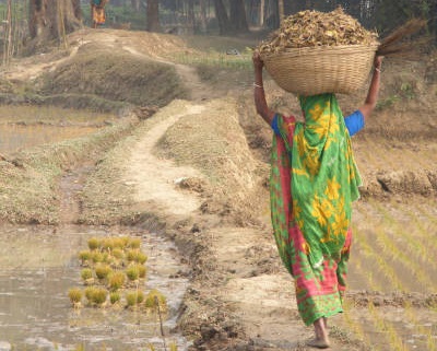 Femmes rurales : actrices clés de la sécurité alimentaire. Actualité du Cameroun