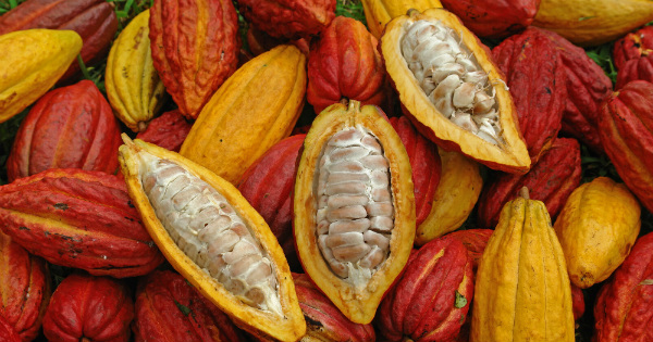 Cacao rouge du Cameroun : label en cours de certification. Actualité du Cameroun