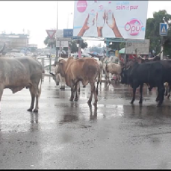 Douala : quand la divagation des animaux gêne