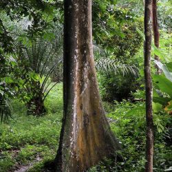 Régime des forêts et de la faune : un projet de loi rejeté puis adopté par les députés. Actualité du Cameroun