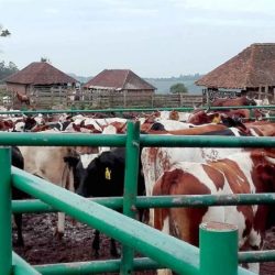 Production bovine : la Sodepa sollicite les universitaires pour booster sa production. Actualités au Cameroun