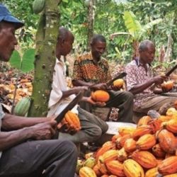 Agriculture :7.5 milliards pour améliorer la filière cacao café. Actualités au Cameroun