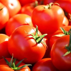 Cameroun-Industrie : Bientôt une usine de transformation de tomate à Maroua. Actualité au Cameroun