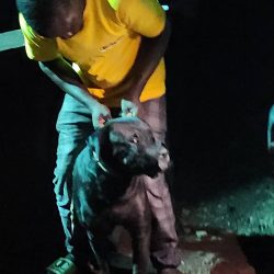 Cameroun - Douala: deux hommes tués par des chiens. Actualité au Cameroun