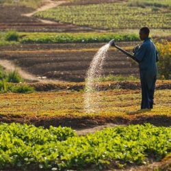 Développement de l'agriculture: l'apport du Gecam. Actualité du Cameroun