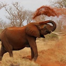 Zambie : une Américaine de 80 ans tuée dans une attaque d'éléphant