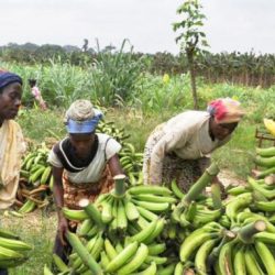 Filière banane :plaidoyer pour un salaire décent. Actualités au Cameroun