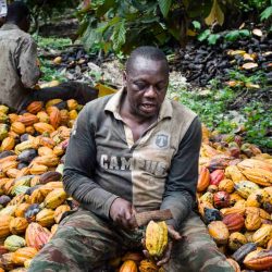 Cameroun- Cacaoculture : 2 milliards Fcfa pour la prime de qualité. Actualité au Cameroun