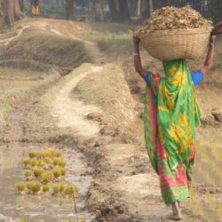 Femmes rurales : actrices clés de la sécurité alimentaire. Actualité du Cameroun