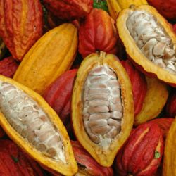 Cacao rouge du Cameroun : label en cours de certification. Actualité du Cameroun