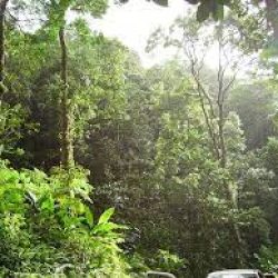 Forêts : 1,14 milliard de FCFA pour la prévention au Cameroun. Actualité du Cameroun