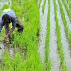 Filière riz : plus d'un milliard Fcfa pour améliorer la production. Actualité du Cameroun